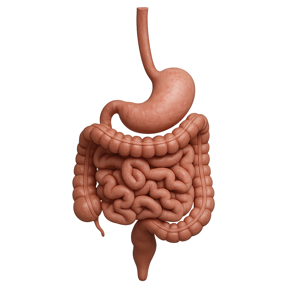 Gastro-Enterology